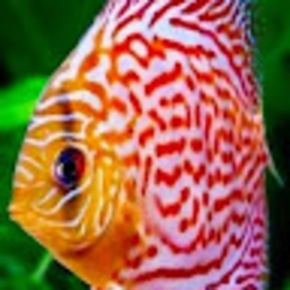 susienaeata58